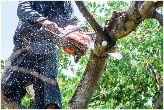 tree services Green Bay